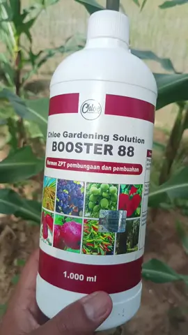 pupuk perangsang pembuahan paling ampuh #jurbon #pupukbuah #pupukpembuahan #pupukbooster88 #sahabatpetani #booster88 