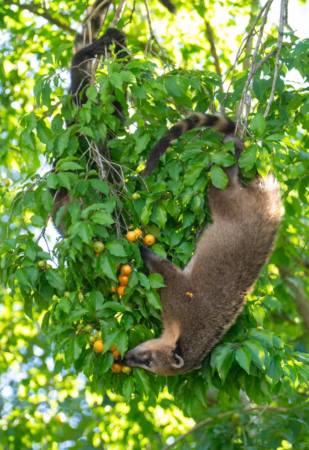 Sounds of Brazil ☺️🧘🏽‍♂️ Meet the South American #racoons the #coati  The ring tailed coati is an omnivore predator which loves climbing trees and eating fruits as seen in the video.  We ran into this family of 6 (more photos to come) on our walk to Foz Do Iguaçu early morning from our hotel @belmondhoteldascataratas before the  park opening hours.  . . #fozdoiguaçu #hotelbelmondcataratas #hotelbelmont #coati #nasuanasua #brazil #brasil #dascataratas 