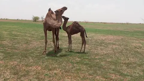 شعب ـــ الصيني ـــ ماله ـــ حال ـــ 😂😂😂