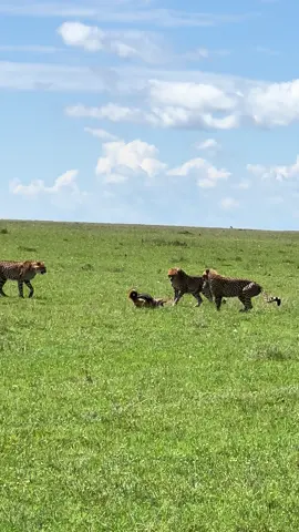 This is how deal you deal with Mbwas! #wowsafaris #wowmoments  #inthewildwithsuhaib #africa #kenya #maasaimara #gamedrive #safari #natgeowild #capturethewild  #wildlifephotography #africanamazing #naturephotography #yourshotphotographer #wildlifelovers #instawildlife #canon #canonafrica #canonr5mkii #wpy54 #ig_africa #african_portraits #wildlife #africageophoto #bbcearth #igkenya #earthcapture #nature #photosafari #magicalkenya