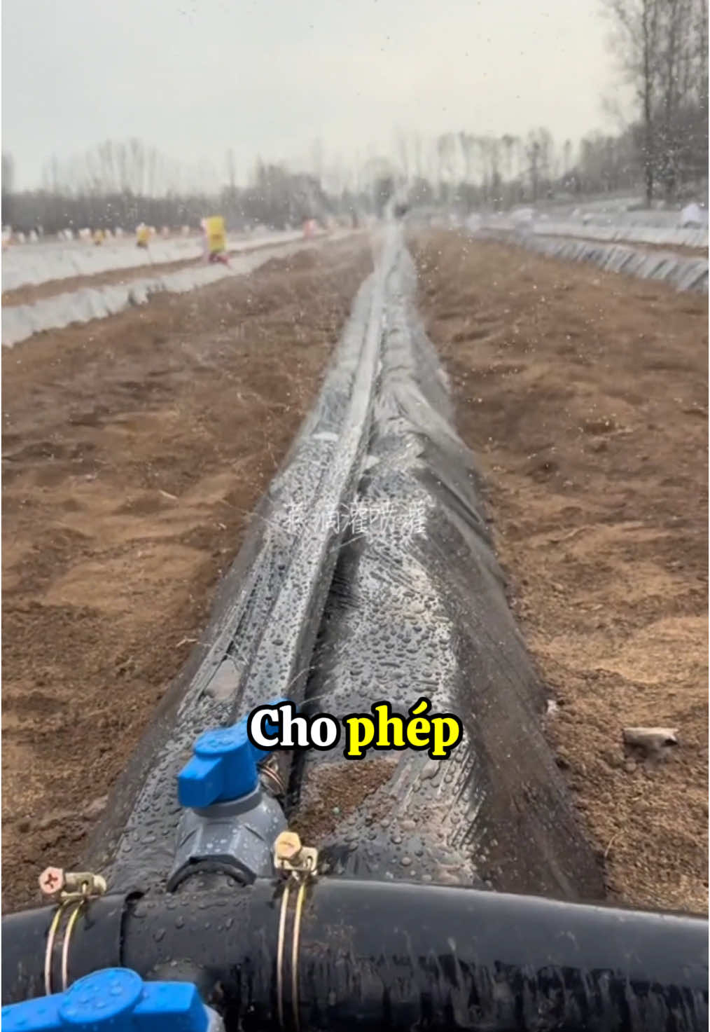 Ống tưới phun mưa tưới cây #tuoiphunmua #bangtuoiphunmua #ongphunmua #tuoitudong 