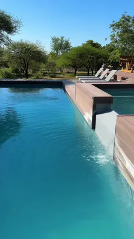 Best Game Drive 2024 #tshukudugamelodge #hoedspruit #big5 #safari #limpopo #southafrica #foryou #foryoupage #fyp 