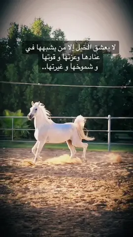 الخيل العربيه#اكسبلور #اكسبلورexplore ###