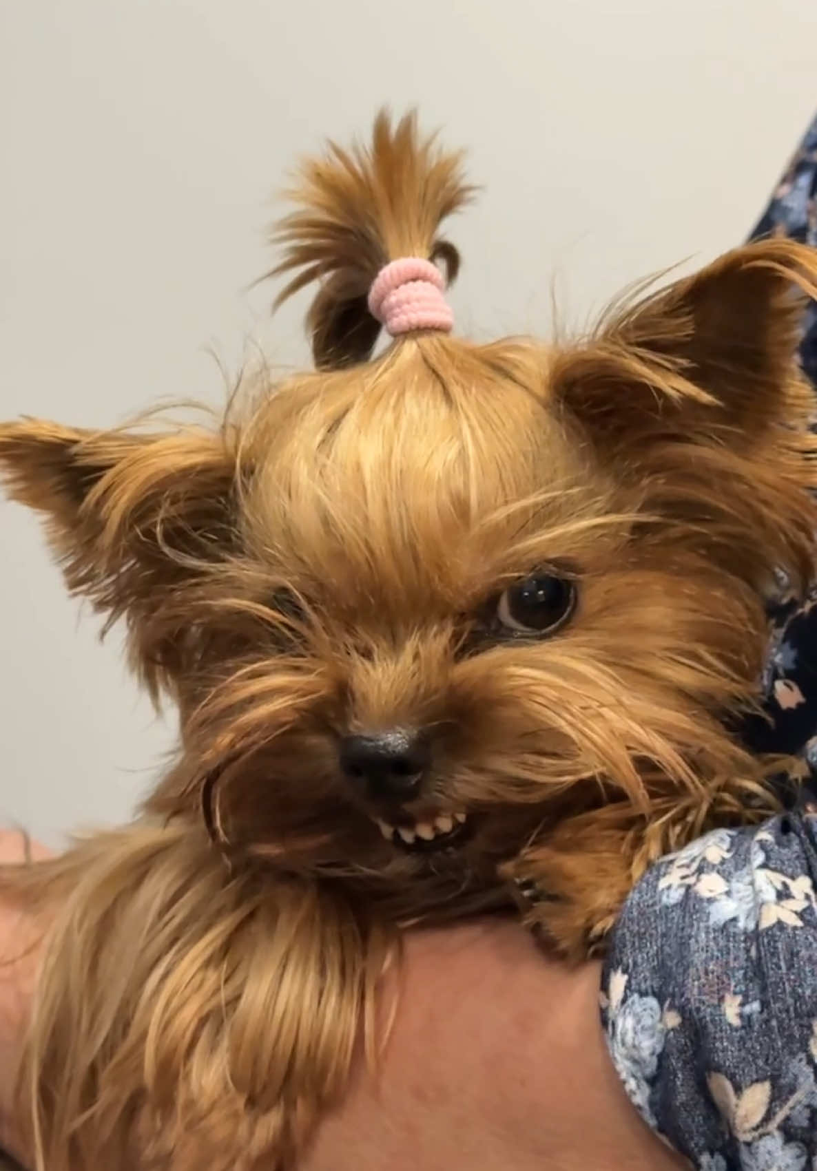 Don't film me! 👹😈 #yorkie #lucylola #dog #йорк #собачьяжизнь #собака #angry 