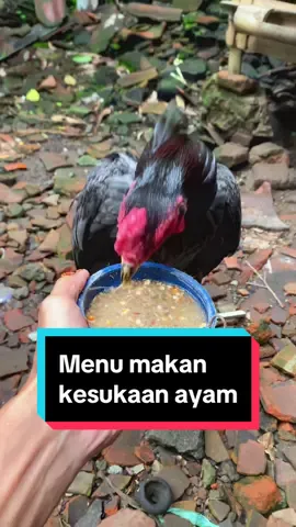 Lihat ayam makannya lahap aja udah seneng banget #ayam #ayamjagoindonesia #pakhoy #brakotbrutal #superlock #fyp #hiburan #makanlahap 