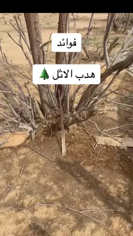 #هدب_الاثل #علاج #ترند #تربية_اغنام #الشتاء #السعودية #القصيم #بريده #مدينة_الأنعام_بيريدة #تربية_حيوانات #شبة_نار_قهوه_روقان 