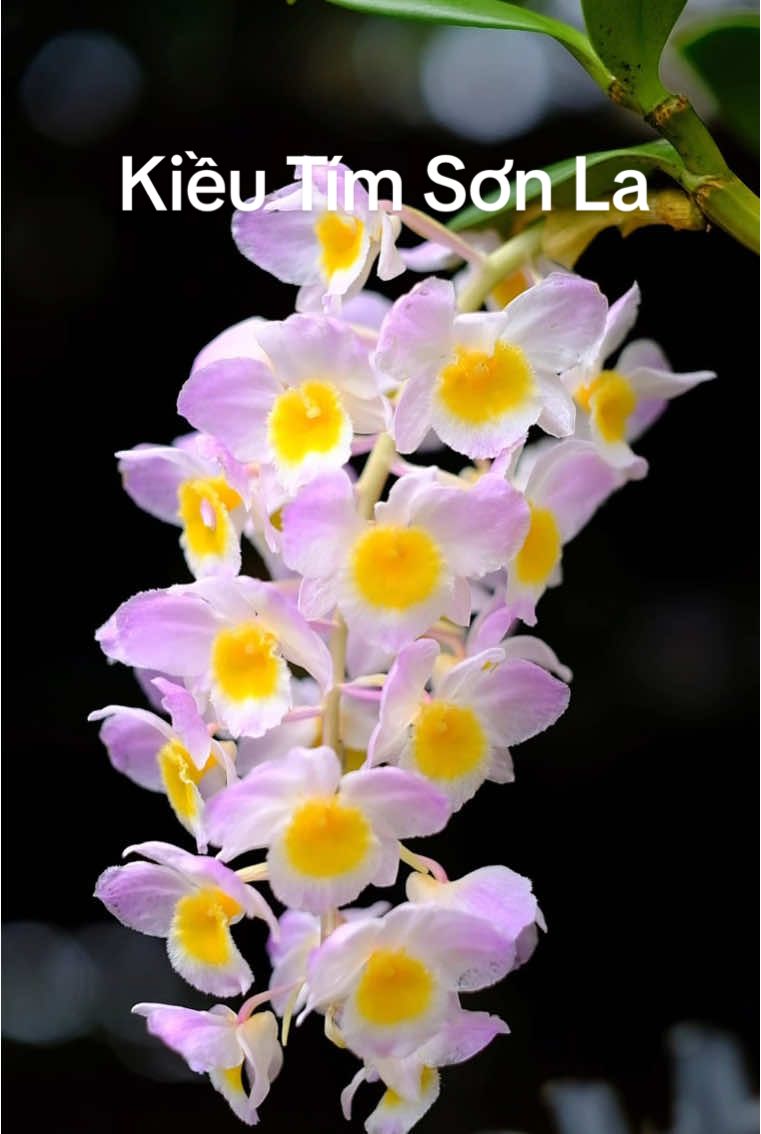Kiều tím Sơn La đang nở tại Lâm Đồng| Một cây bông dày, tông hồng#xuhuong #fyp