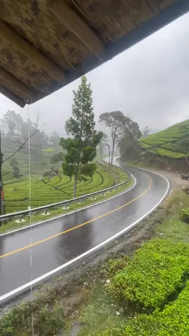 Ciwidey Rainy Vibes 🌿 #sorotan #ciwidey #kangenbandung #rainyvibes🌧️ #nature