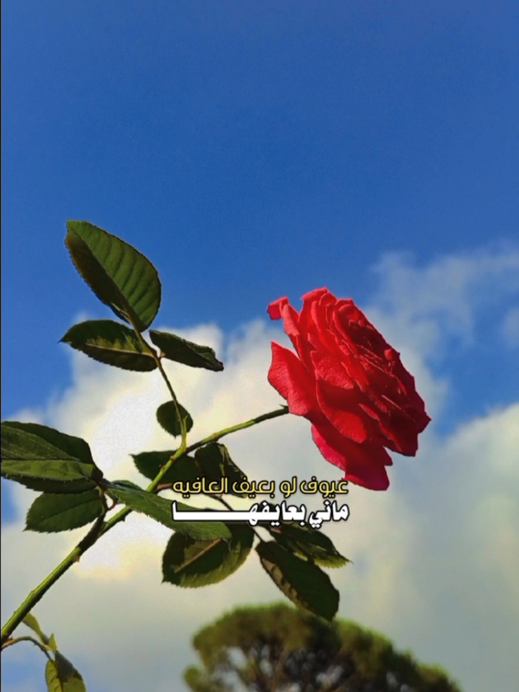 #غرام_اثنين #فهد_بن_فصلا #منشن_للي_تحبه #فهد_بن_فصلا_جديد #ترند_جديد #tiktok #trending #شيلات_فخمة❤️ #شيلات #تصميم_فيديوهات🎶🎤🎬 #تصويري #lavendr81 #اكسبلور #CapCut 