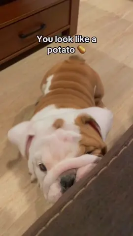 My dog can understand English🤣🤣#dog #funny #foryou #fyp #foryoupage #dogsoftiktok #doglover #funnyvideo #dogs #funnycat #tiktokcats #pet #kitten #usa🇺🇸 #funnymoments 