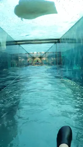 🦈 Would you ride this Shark Attack water slide at Atlantis Aquaventure in Dubai, United Arab Emirates? 🇦🇪 #sharkslide #sharkwaterslide #atlantis #dubai #aquaventure #atlantisaquaventure #atlantisthepalm #atlantisdubai #jumeirah #uae #waterpark #waterslide #tiktok #foryou #foryoupage #fyp #tuberides #aquapark #slide #slides #waterslides #wasserpark #wasserrutsche #rutsche #rutschen #wasserrutschen #waterglijbaan #zjezdzalnia #toboggan #tobogan #parcaquatique #parqueacuatico #parkwodny #vandrutsjebane #rutsjebane #vandrutchebane 