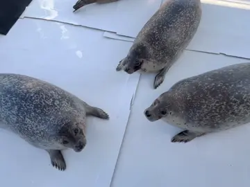 #tokkaricenter #seal #cute #silly #fyp #foryoupage Today it's Hanako,Gariko,Risa!🦭 tokkaricenter_official on ig🦭