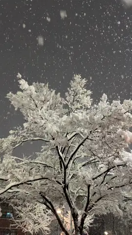 서울에는 밤새 예쁜 꽃이 폈다. #서울 #감성 #aestetic #snow #letitsnow 