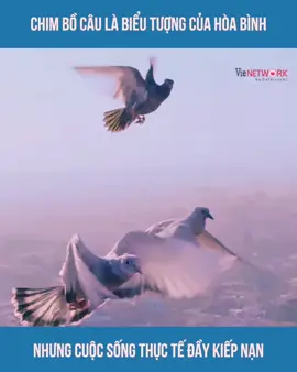 Chim Bồ Câu Là Biểu Tượng Của Hòa Bình Nhưng Cuộc Sống Thực Tế Đầy Kiếp Nạn #VieNETWORK #ReelsIt #reelsvnw #ReelsVNW #ReelsVie 