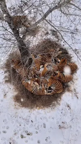 In Shenyang, the capital of northeast China’s Liaoning Province, a group of 4-year-old Siberian tigers were seen cuddling together in the snow for warmth. Local staff explain these “cuddly giants” are simply enjoying the cozy benefits of teamwork. #tigers#siberiantiger#cuddling#snowday#wintervibes#wildchina