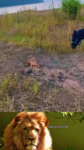 #wild #animals #work #trending #foryou #fyp 