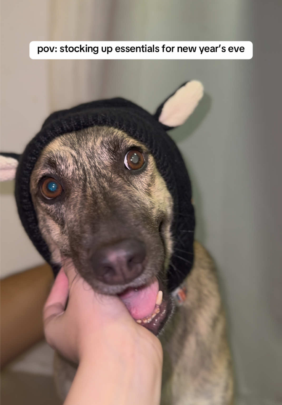 first on the list: anxiety relief ear muffs 🥺🎇 #aspin #nye2025 #fireworks #dogsoftiktok 