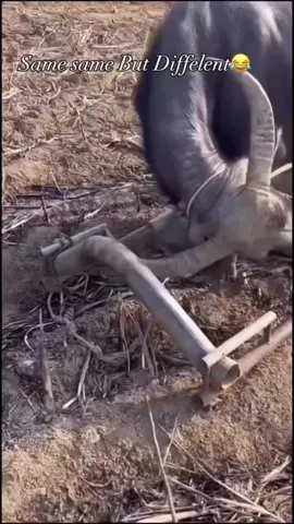 🥲😖#foryou #viralvedio #lernontiktok #fyp #fitnessmotivation #hard #Fitness #fypシ゚ #squats 