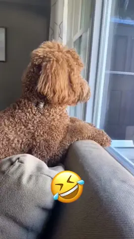 😂😂#dog #cat #pet #animal #voiceover #funny #funnyvideos #foryou #viral 