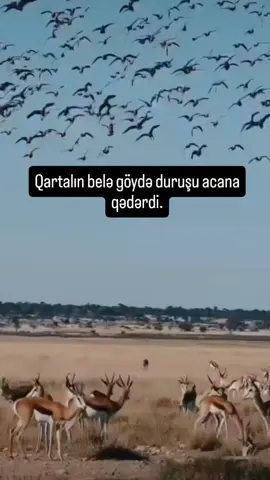 #keşfet #keşfet #keşfet #keşfet #keşfet #sözler #bizden #dəyər #sizdən 