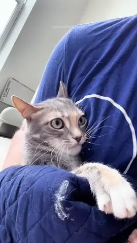 The end 🤣 episode 446 #funnycat #funnyanimals #funnyvideo #cat #animals #fyp #foryou #pet #🤣🤣🤣 