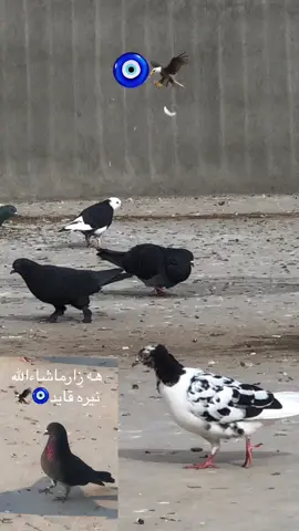 #جاوري پوستي نوي بن🧿🦅#كوتربازةكان #foryoupage #foryou #❤️❤️❤️ #baromalik #❤️❤️❤️❤️ #كوتر #fyppppppppppppppppppppppp 