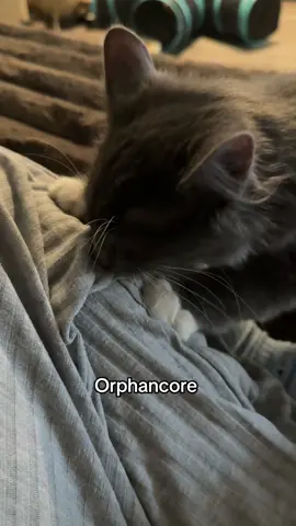 We have never been separated for more than a few hours since she was two weeks old? This feels a little dramatic?? #kittensoftiktok #fosterkittens #bottlebaby #bottlebabies 