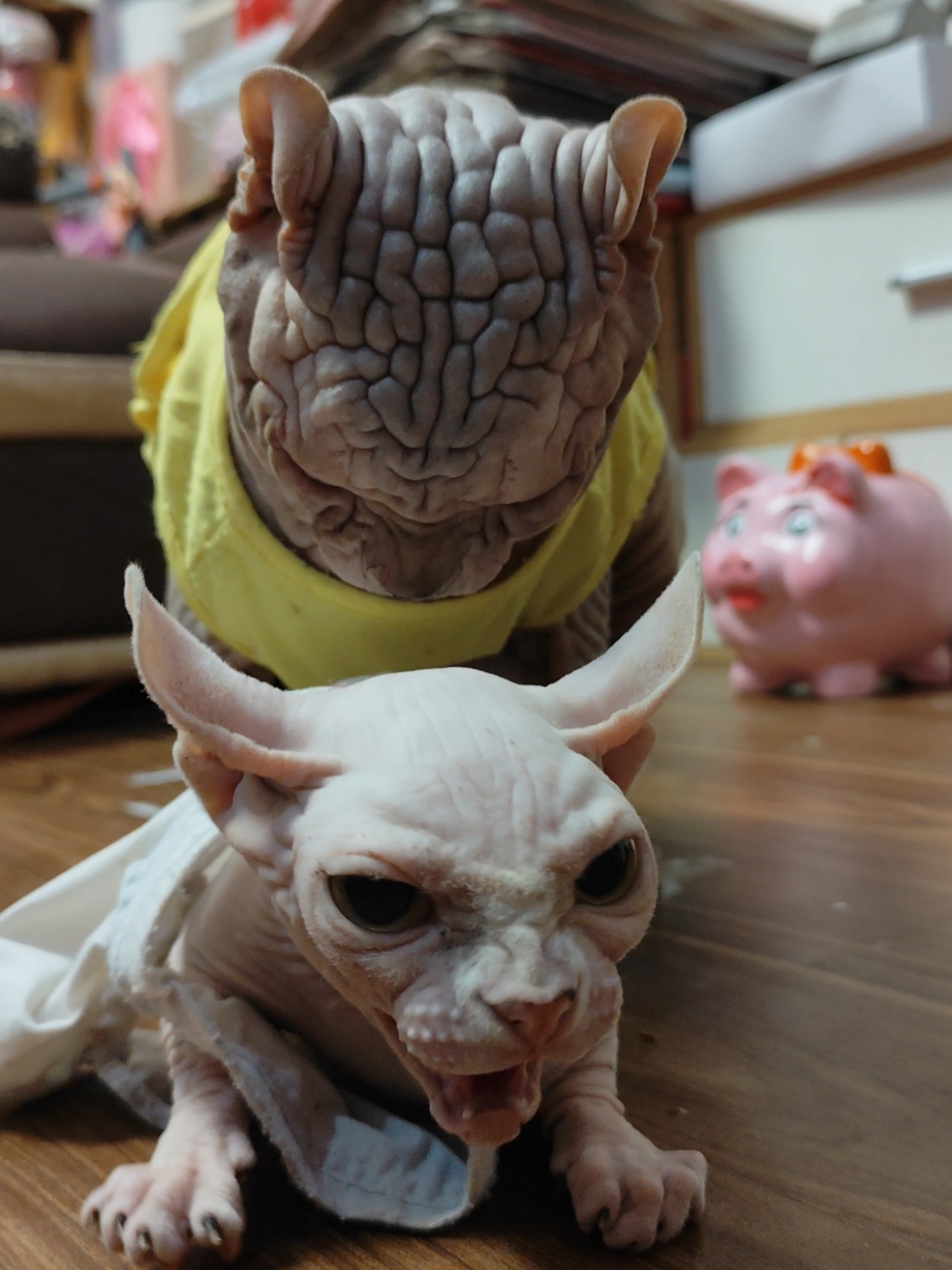 #tuyettrinh68g #mstrinh #meonhatrinh 