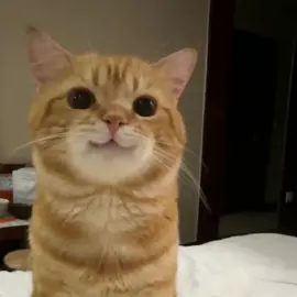 Cute exppression change👌## #foryou #cat#catte #fyp #tiktok 