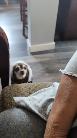 #perrito #chihuahua 
