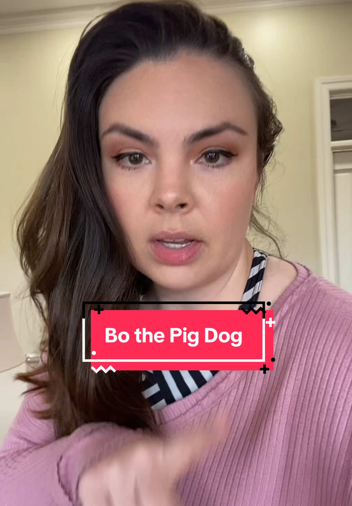 Meet Bo 🐷🐶#petsitterlife #petsittersoftiktok #oldenglishbulldog #pigdog 