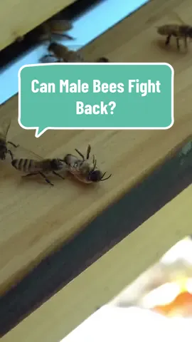 Replying to @Birthed By Earth Crystals How female bees manage to kick every single male bee #beekeeping #beehive #beekeeper #bees #LearnOnTikTok #malebees #beetok 