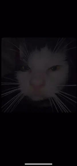 #evillarry #larry #pages #cat #scarieststories #dbz #catfunny #fyp #bleach #real 