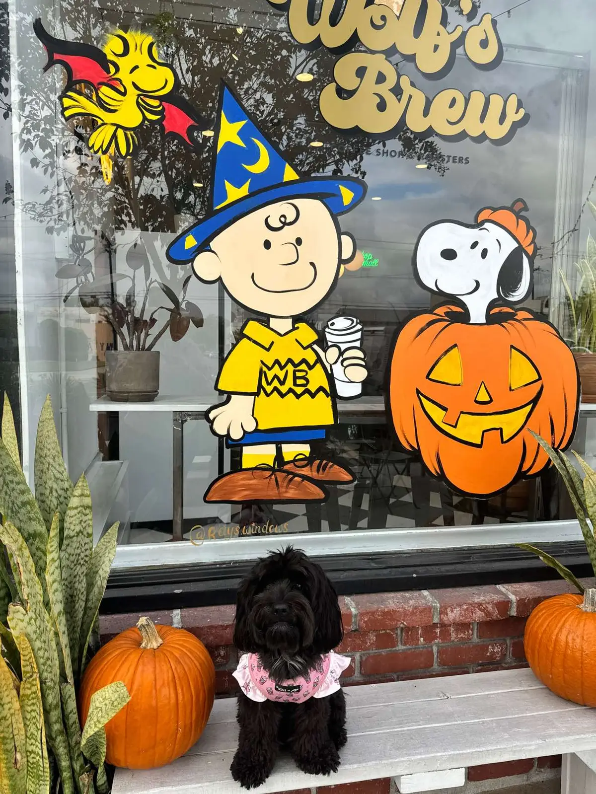 November we loved you 🤎 #dogmom #bridalshowee #lasvegas #lacoffeeshops #coffeeshops #novemberdump #photodump #lagirls #fyp #lapetfriendly #longbeachcoffeeshop #lalife 