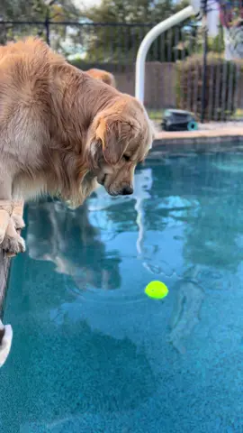 A lot of thinking #goldenretriever #tub #blue 