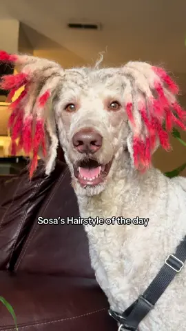 Pov your dog is abusive #sosathedog #standardpoodlesoftiktok #dreadheaddog 