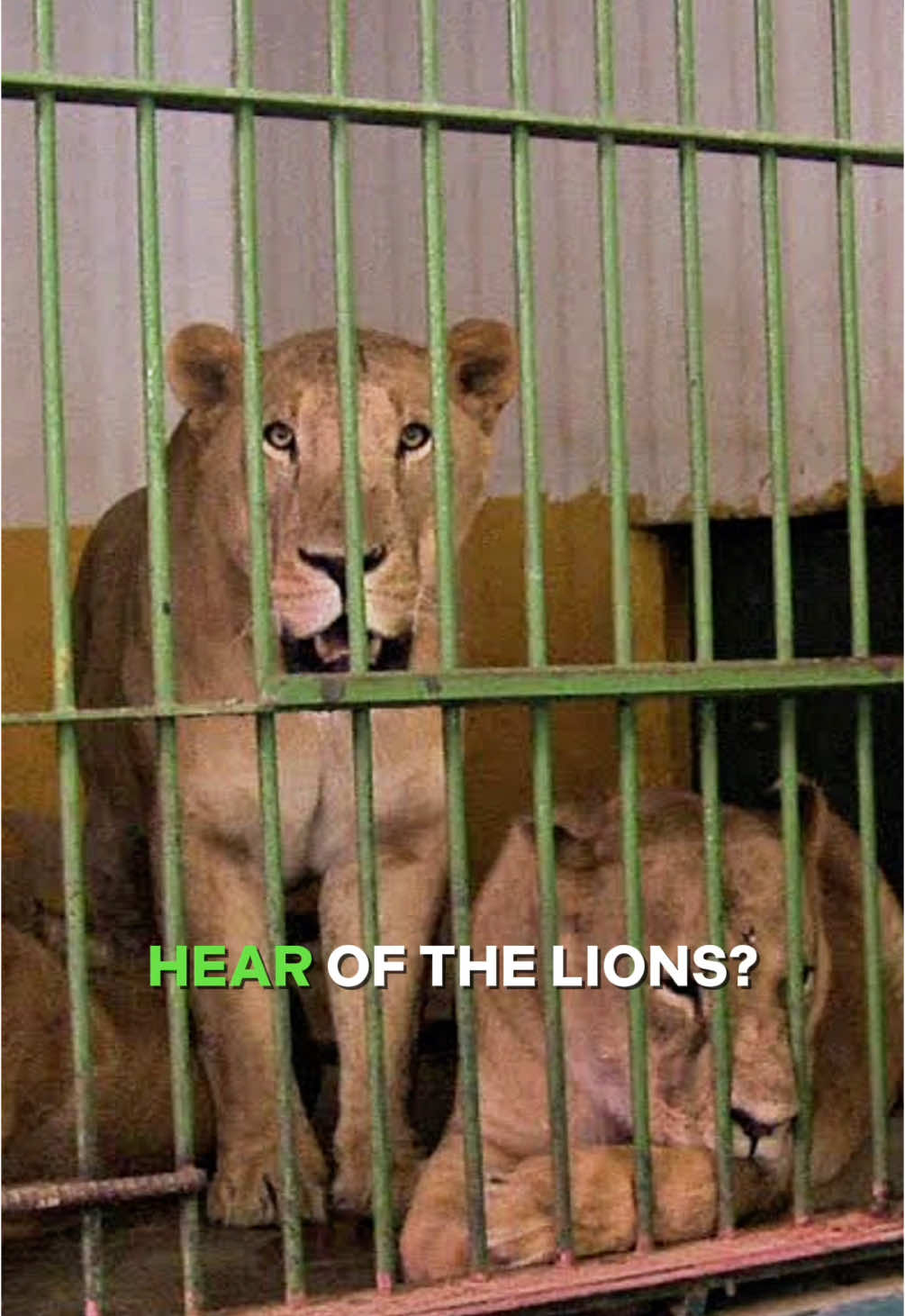 They were feeding the lions women and children #militarystories #specialforces #truestory #fyp 