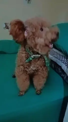 #browntoypoodle #cesay #dogvideos #toys