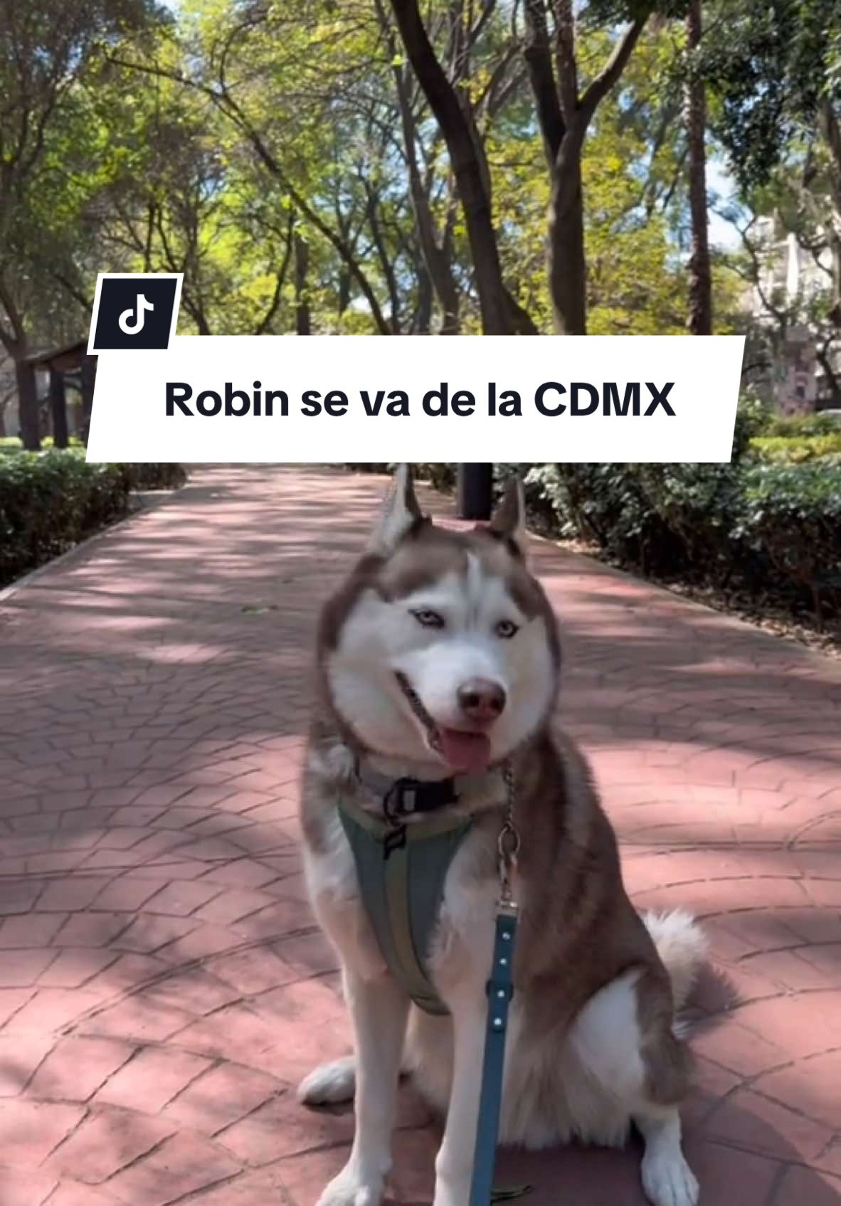 Último  día del Lobo Feroz en la CDMX🐺🖤#robinypretzel #husky #siberianhusky #huskysiberiano #goldenretriever #petfriendly #cdmx 