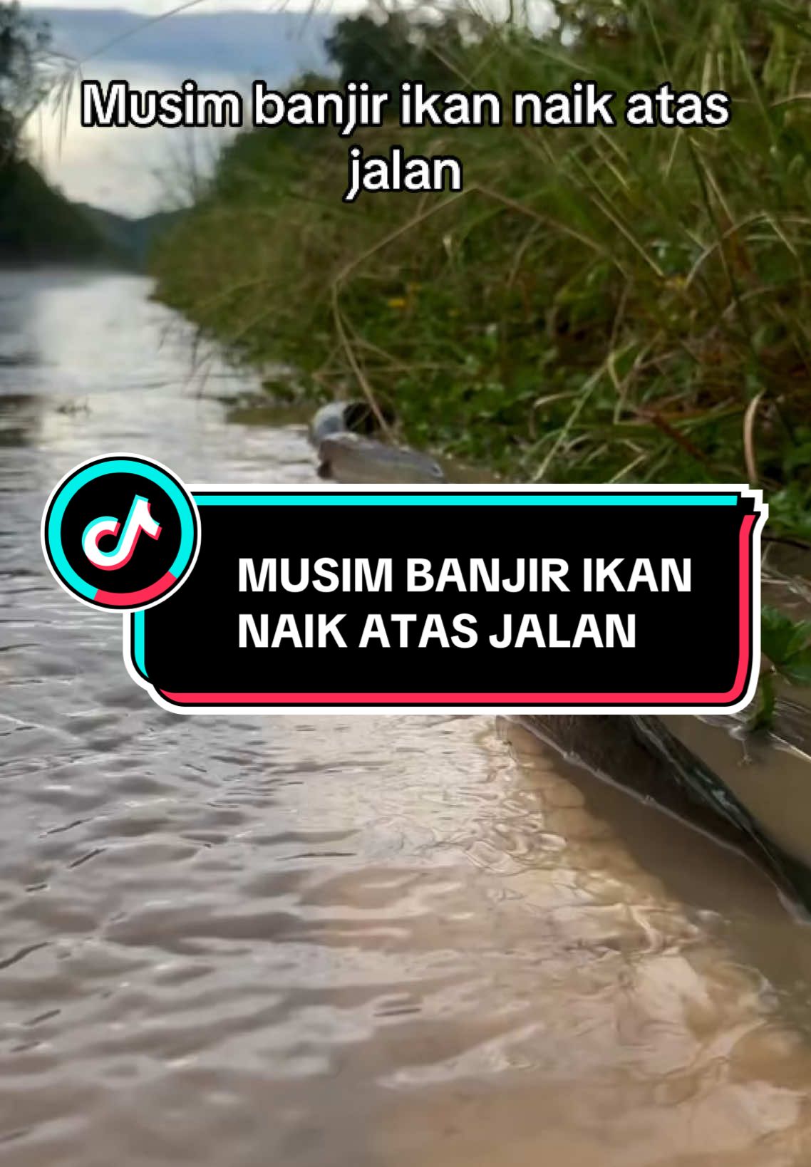 MUSIM BANJIR IKAN NAIK ATAS JALAN #banjir #ikan #naik #jalan #livehighlights #newbie #content 