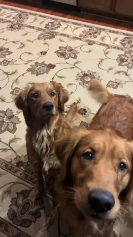 #dogsoftiktok #goldenretrieverlife #goldenretriever #dogmom #crazydog 