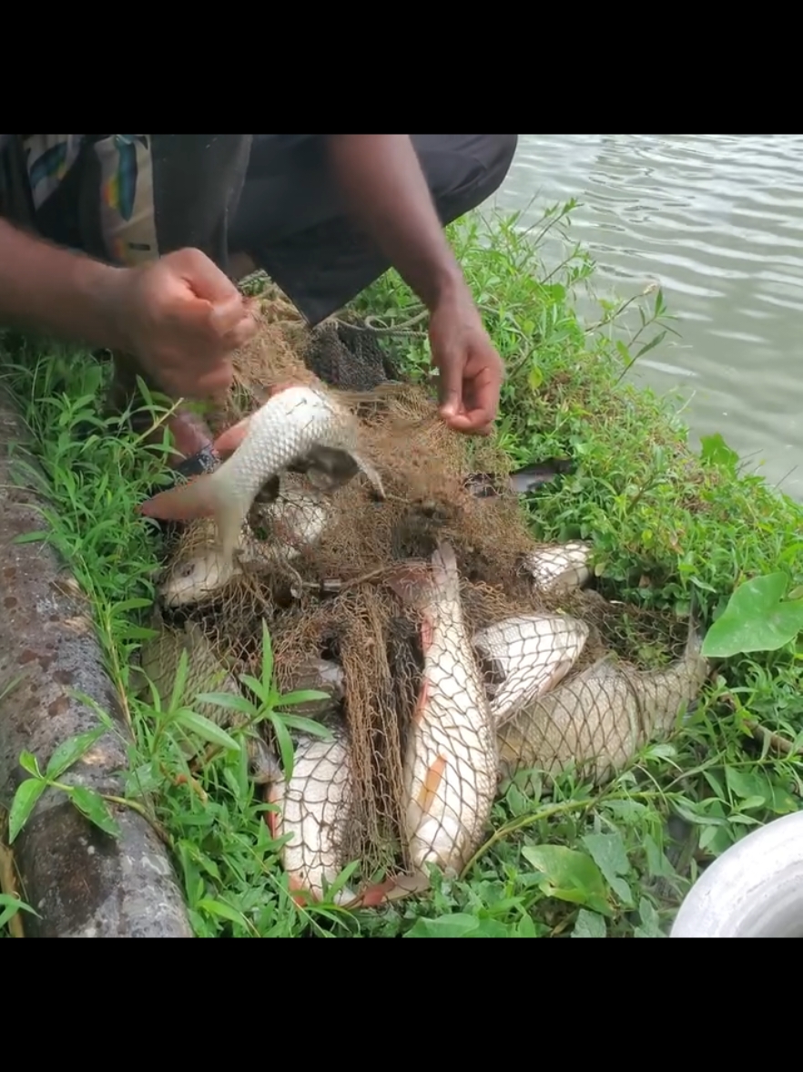 Unbelievable Net Fishing - Lot Of Big Fish Hunting By Cast Net - Best Fishing 2024 #net_fishing #catching_big_fish #fishing_videos 
