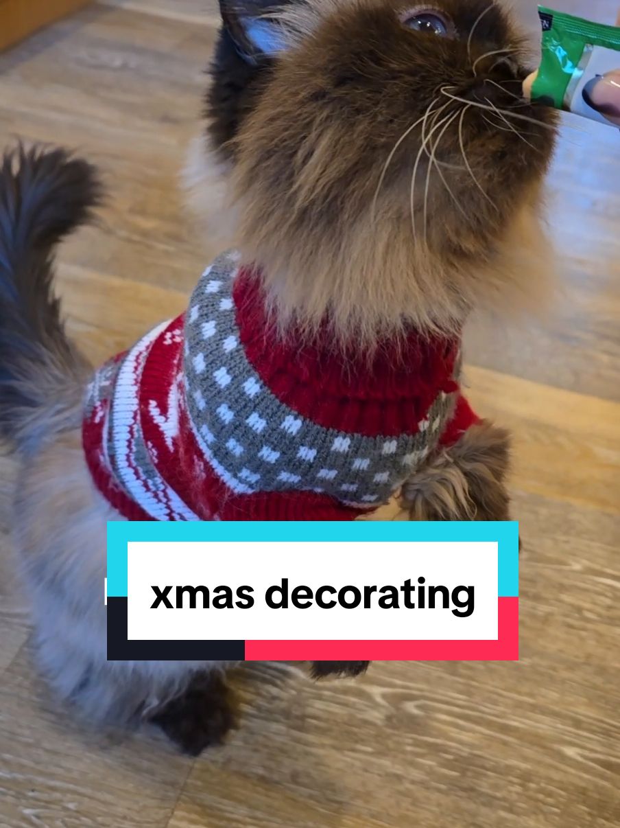 It's December so we decorated the tree and house for Xmas with the munchkins! 🎄 We're wearing xmas jumpers, listening to our favourite xmas songs and getting snuggly! #persiancat #munchkincats #cattok #seniorcat 