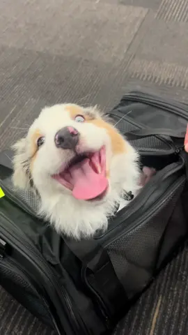 i wont fit in my sootcase next month. #aussiesdoingthings #aussie #australianshepherdpuppy #australianshepherd #puppy #aussiepuppy #sootcase #suitcase 