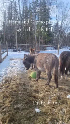 the boys playing with the Jolly ball - silly donkeys #draftyfarms #farmlife #blessed #BestFriends  #207 #minidonkey #minihorse #hobbyfarm 