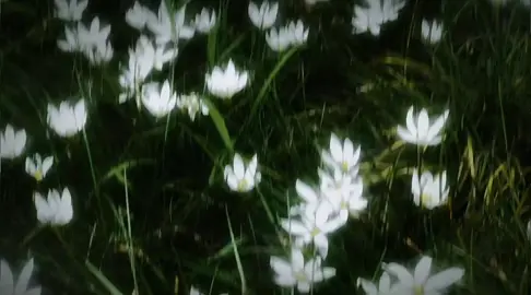 #chill #xuhuong #fypシ #thanhxuan #fyp 