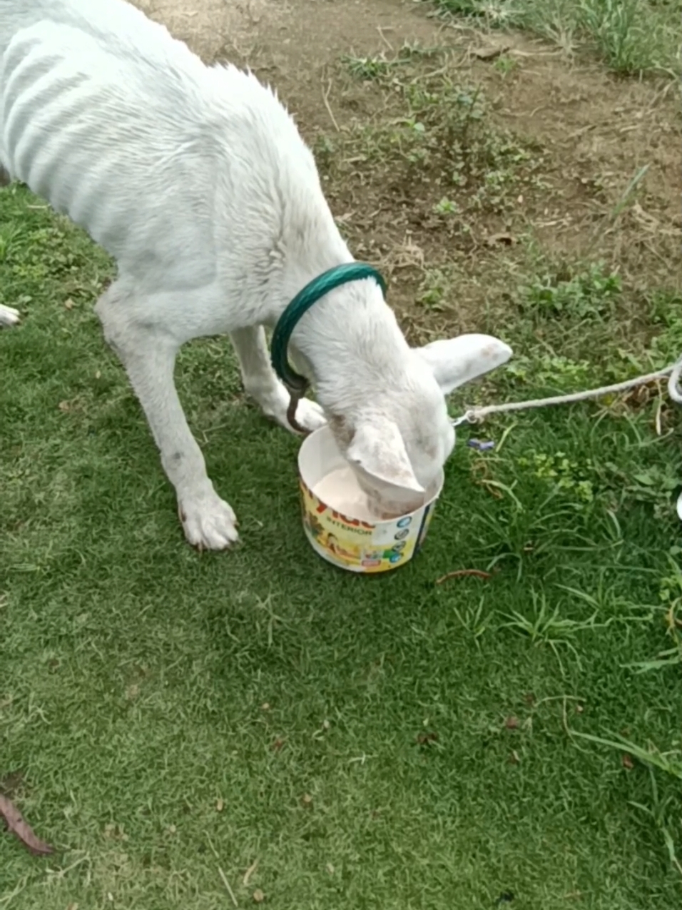 mudahan membalas budi usaha semampu kita semoga kembali sehat sisanya serahkan ke tuhan #rescuedog #rescuedogsoftiktok #rescue #rescueanimals #dog #dogsoftiktok #dogs #poordog 