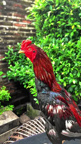 Preman Pensiun🤩🤩🤩🤙🤙 #ayambangkokklasicindonesia #ayambangkokklasic #ayambangkokjawatimur #bkklasikmemangasik #ayambangkoksuper #bangkokselatan🤟 #bangkokselatan #peternakmuda #ayambangkokindinesia  #ayambangkok #ayambangkokekorlidi #fyp 