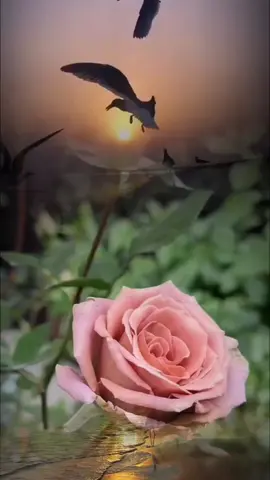 #فسبحان_الله_حين_تمسون_وحين_تصبحون #اللهم_بك_أصبحنا #اذكار_الصباح #سبحان_الله #oops_alhamdulelah #لا_اله_الا_الله #الله_اكبر #foryou #fup #foreyoupage #fypシ #تصاميم_ورد🌸 