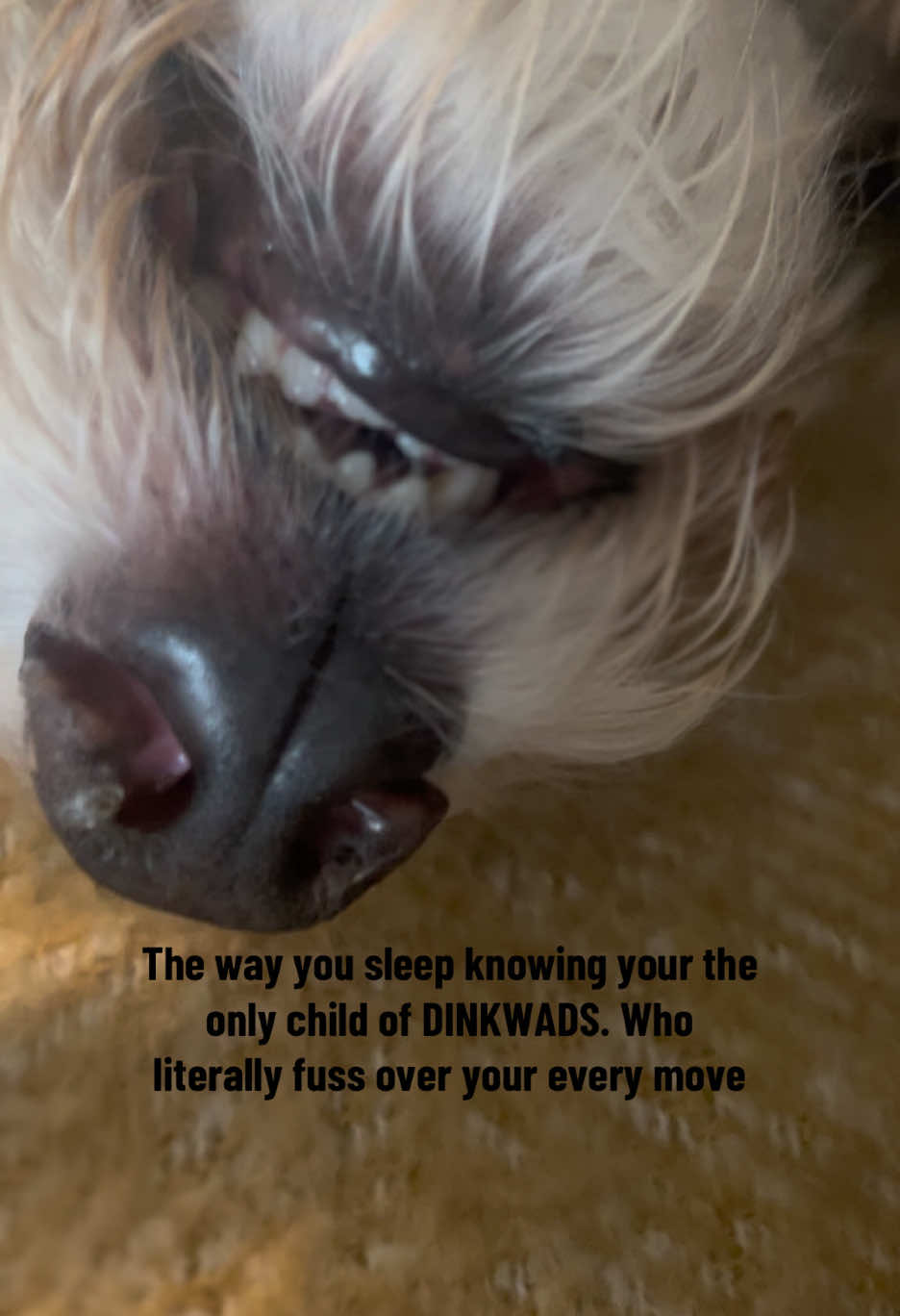 Sorry its shacky i was trying not to wake the baby #dog #dinkwad #goldendoodle #sleep